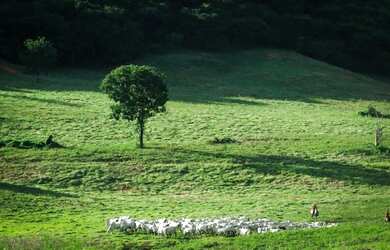 Imagem 5: Vendo Excelente Fazenda de 1.033 hectares na Região de Curvelo MG