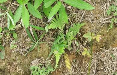 Imagem 3: Lote/Terreno para venda com 21106 m² - Fazenda Juriti - Petrópolis -...
