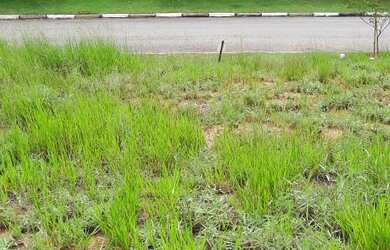 Imagem: O terreno está localizado em Cézar de Souza, Mogi Das Cruzes