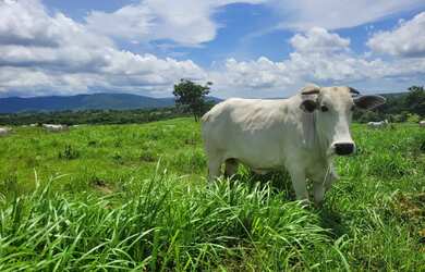 Imagem: A fazenda possui 1.541m² de Área e está localizado em Rosário