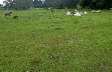 Imagem 5: Fazenda Caviana 3500 hectares