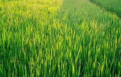 Imagem: O terreno possui 2.500m² de Área e está localizado em Salesópolis