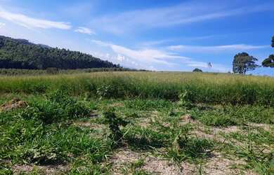 Imagem 14: Vendo terrenos e lotes. 1.000m² de Área