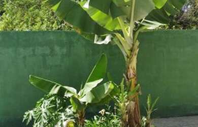 Imagem: A fazenda possui 2.790m² de Área e está localizado em Centro