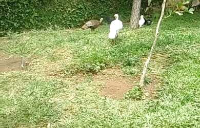 Imagem: O terreno possui 360m² de Área e está localizado em Eucaliptos