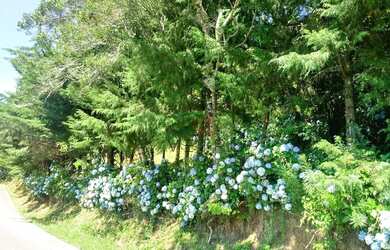 Imagem: O terreno possui 4.000m² de Área e está localizado em Gramado