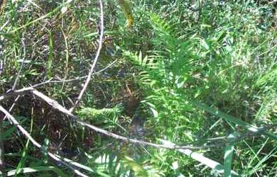 Imagem: O terreno possui 21501m² de Área e está localizado em Jaboticatubas