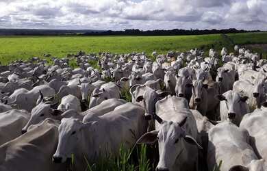 Imagem 6: Fazenda Para Lavoura OU Pecuaria no Tocantins x Permuta Parana Fazenda