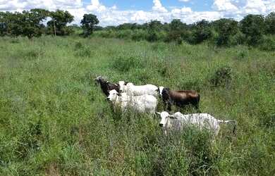Imagem 7: Fazenda em Flores de Goias - GO, 147 hectares - GO 114