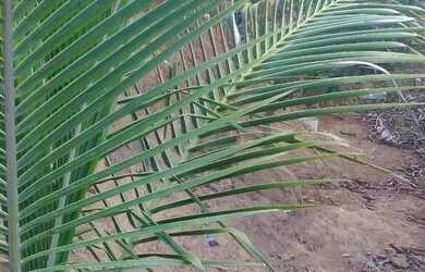 Imagem 6: Casa Casa com 2 dormitórios