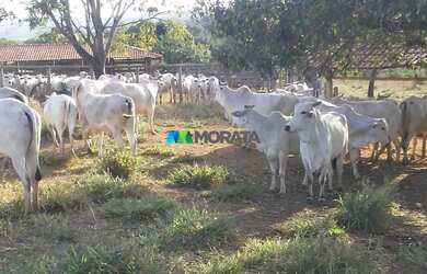 Imagem: A fazenda possui 454m² de Área e está localizado em Bocaiúva