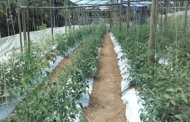 Imagem 8: Vendo Terreno Produtivo de 24,65Ha e Casa Sede Alto Padrão