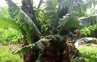 Imagem 6: Terreno para venda possui 1500 metros quadrados em Arujázinho I, II e...