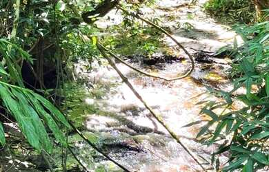 Imagem 12: Sítio / Chácara para Venda em Nova Petrópolis, Fazenda Pirajá