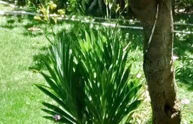 Imagem 5: Casa com 3 dormitórios para alugar, 600 m² por R$ 5.800,00/mês - Barra do Jacuípe - Camaça