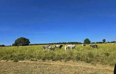 Imagem 11: Fazenda a venda, em Mundo Novo - Goiás