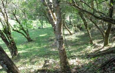 Imagem 9: Ótima área de 109 000 m² com escritura fica de frente pra geral de...