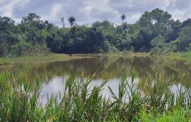 Imagem 3: Vendo Terreno Produtivo de 24,65Ha e Casa Sede Alto Padrão