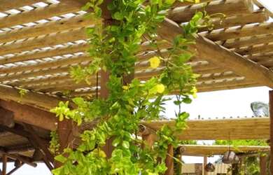 Imagem 12: Porangatu Lote pronto para construir Milagres