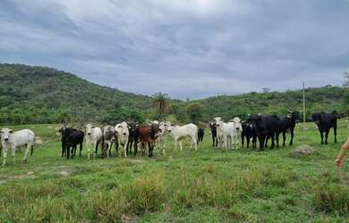 Imagem: A fazenda possui 2.300.000m² de Área, Imóvel novo e está