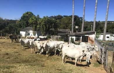 Imagem 13: Venda de fazenda maravilhosa grandiosa