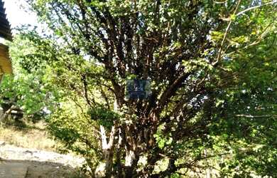 Imagem 6: CHÁCARA EM CACHOEIRA DO CHORO COM 10 MIL METROS QUADRADOS