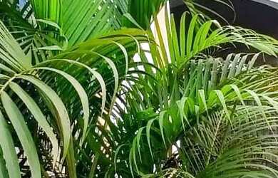 Imagem 2: Linda casa para venda em São Lourenço - MG