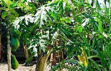 Imagem 6: Oportunidade única Sabrado amplo com piscina e quintal em Manilha - Itaboraí...