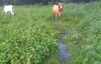 Imagem 4: Fazenda Caviana 3500 hectares