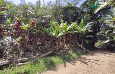 Imagem 5: Sítio à venda, 30142 m² por R$ 190.000,00 - Patrimônio - Massaranduba/SC