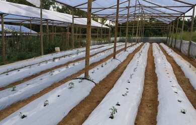 Imagem 7: Vendo Terreno Produtivo de 24,65Ha e Casa Sede Alto Padrão