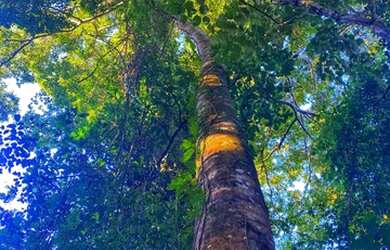 Imagem: O terreno está localizado em Senador Canedo, GO à venda por