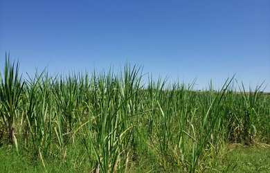 Imagem 7: Sitio TATUÍ - 23 ALQUEIRES