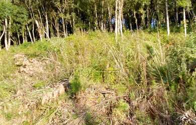 Imagem 7: Terreno à Venda em Canela