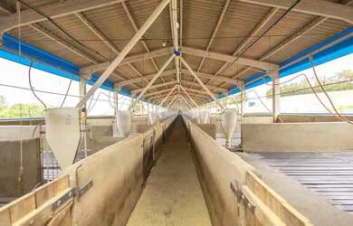 Imagem: Granja de Suínos Terminação