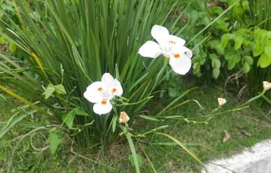 Imagem 6: Lote/Terreno para venda com 136 metros quadrados em Guaratiba - Rio de...