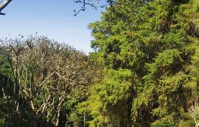 Imagem 8: Lote/Terreno para venda tem 9132 metros quadrados em Maracanã - Jarinu...