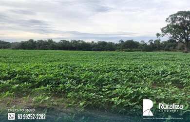 Imagem 6: Fazenda em exploração agrícola na região do Vale do Araguaia TO
