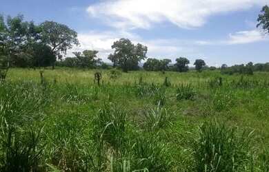 Imagem 14: Fazenda em Flores de Goias - GO, 147 hectares - GO 114