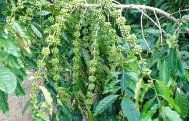 Imagem 5: Vende-se Chácara em São Miguel do Guaporé