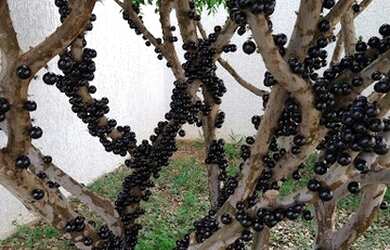 Imagem 10: Casa com 4 dormitórios à venda, 488 m² por R$ 2.000.000,00 - Condomínio...