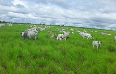 Imagem 3: Fazenda Para Lavoura OU Pecuaria no Tocantins x Permuta Parana Fazenda