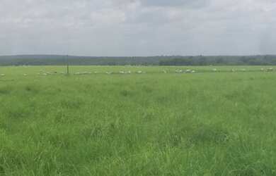 Imagem 4: Fazenda Para Lavoura OU Pecuaria no Tocantins x Permuta Parana Fazenda