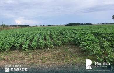 Imagem 5: Fazenda em exploração agrícola na região do Vale do Araguaia TO