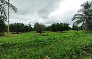 Imagem 15: Fazenda na pista Rodovia BR174, entre Km 60 e 63. 2.449ha com 3.900mts de fachada. 45.000