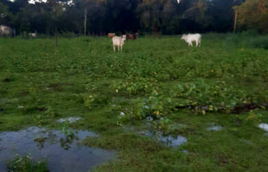 Imagem 6: Fazenda Caviana 3500 hectares