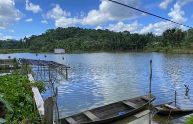Imagem 3: Vende-se sítio para psicultura na Estrada de Novo Airão km20