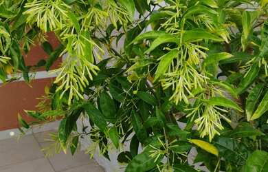 Imagem 3: Vendo casa balneário camacho