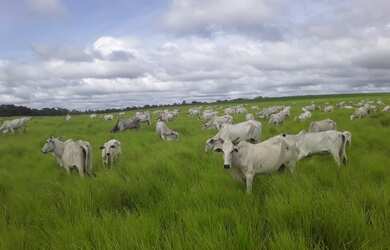 Imagem 1: Fazenda Para Lavoura OU Pecuaria no Tocantins x Permuta Parana Fazenda