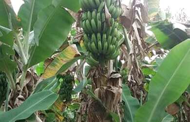 Imagem 4: Vendo Terreno Produtivo de 24,65Ha e Casa Sede Alto Padrão